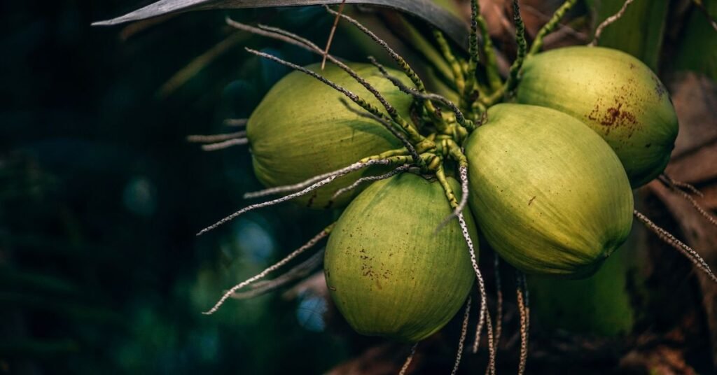 Cocos n cocos