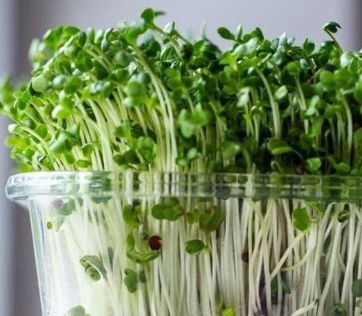 MICROGREENS