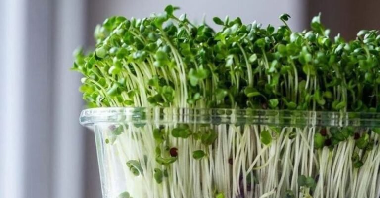 MICROGREENS